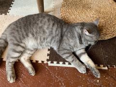 -猫猫幼稚园·撸猫·桌游·电玩