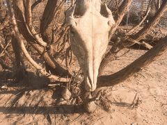 景点-长白岛森林公园