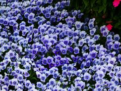 -上海浦江郊野公园·1号停车场