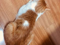 -芭比堂动物医院·犬猫全科·异宠专科(雁塔分院)