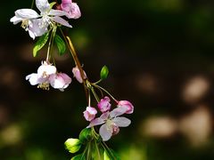 -海棠花溪(元大都城垣遗址公园)