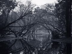 -上海共青森林公园