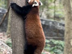 -都江堰中华大熊猫苑