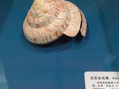 -青岛贝壳博物馆
