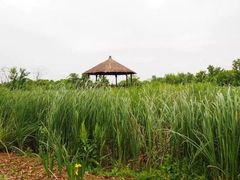 -梁鸿国家湿地公园