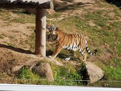 -西霞口神雕山野生动物世界