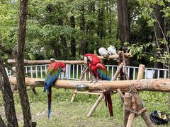 -哈尔滨北方森林动物园