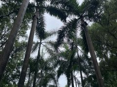 -中国科学院华南植物园