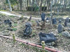 -汉拿树木园