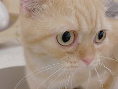 -飞行喵MR PILOT|猫舍·猫咖(静安大融城店)