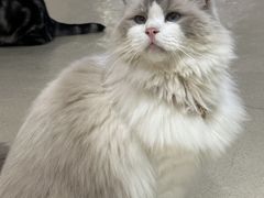 -藏猫猫咖啡主题馆(中央大道店)