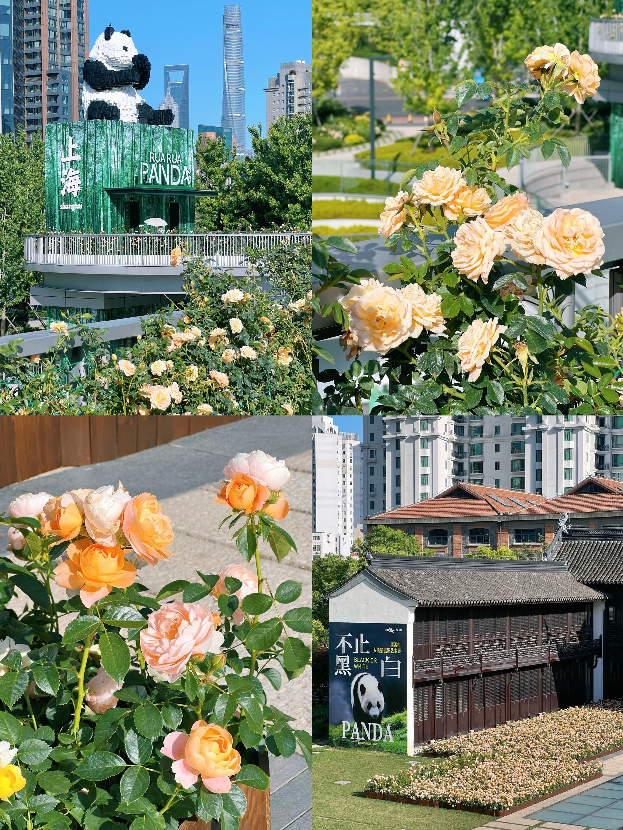 5.17实拍|苏河湾的月季真得抓紧去拍啊