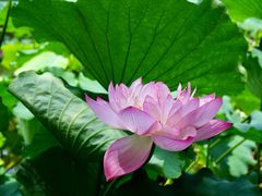 -陈家山荷花公园