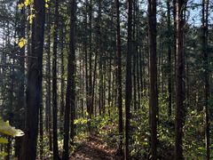 -素山寺森林公园