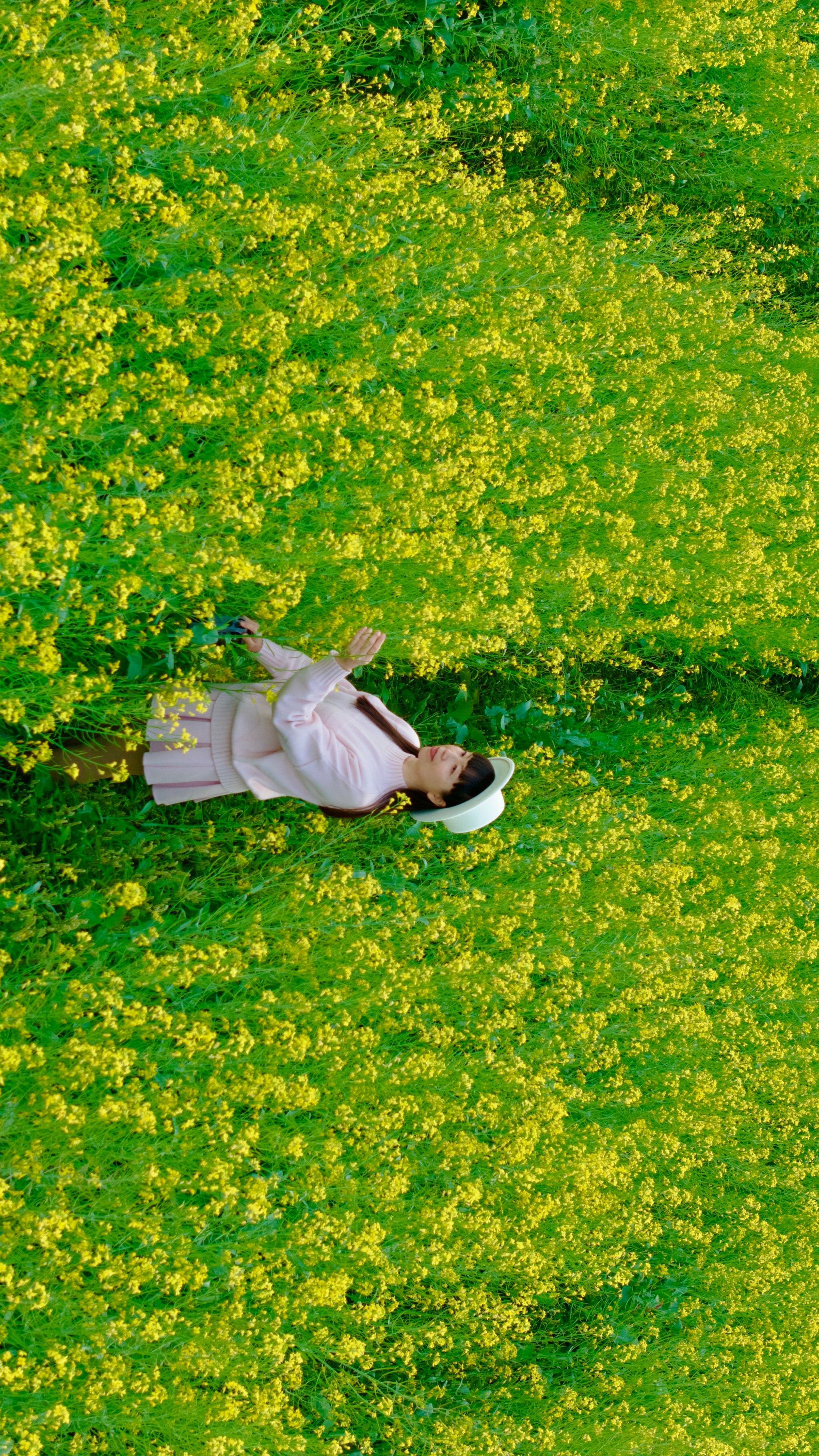 东莞油菜花景点图片