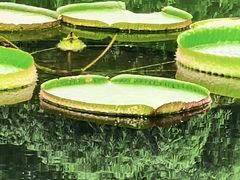 -云溪植物园