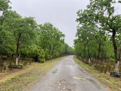 -上海海湾国家森林公园