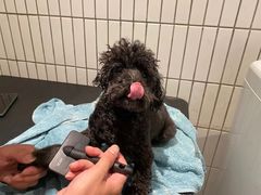 -電力宠物公司(武定路店)