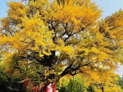 -遵化市禅林寺古银杏风景园