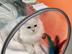 -纳吉亚猫专科动物医院博雅分院
