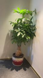 -苑苑vbeauty科技美容SPA