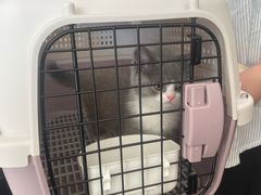-艾贝尔宠物医院·24H转诊中心·肿瘤猫专科(江宁双龙店)