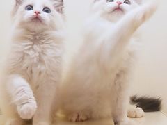 -十年猫舍·猫咪专门店(普陀店)