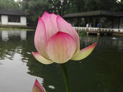 -郭庄茶室