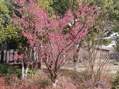 -无锡梁鸿湿地丽笙度假酒店·流觞西餐厅