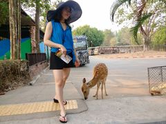 -清迈夜间动物园