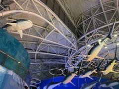 -烟台海昌鲸鲨海洋公园