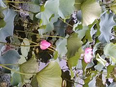 android_upload_pic-新江湾城公园