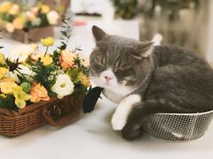 -INSDREAM FLOWER 鲜花预定·花艺培训