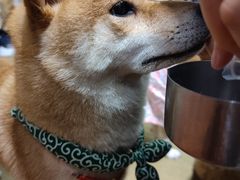 -逗柴咖啡屋·狗咖猫咖宠物桌游