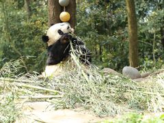 -中国大熊猫保护研究中心雅安碧峰峡基地