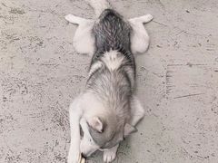 -星多哈·狗咖·拼豆·咖啡