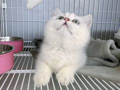 -翊宠yipet猫狗购宠庄园犬舍•猫舍