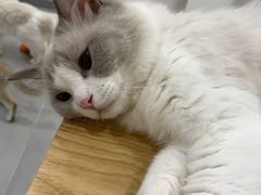 -有喵·猫咖·狗咖·30几只猫10只小狗(岗厦店)