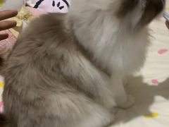 -爱洗澡的猫(望京店)