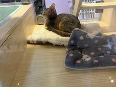 -爪爪喵星球·猫舍(前海卓越店)