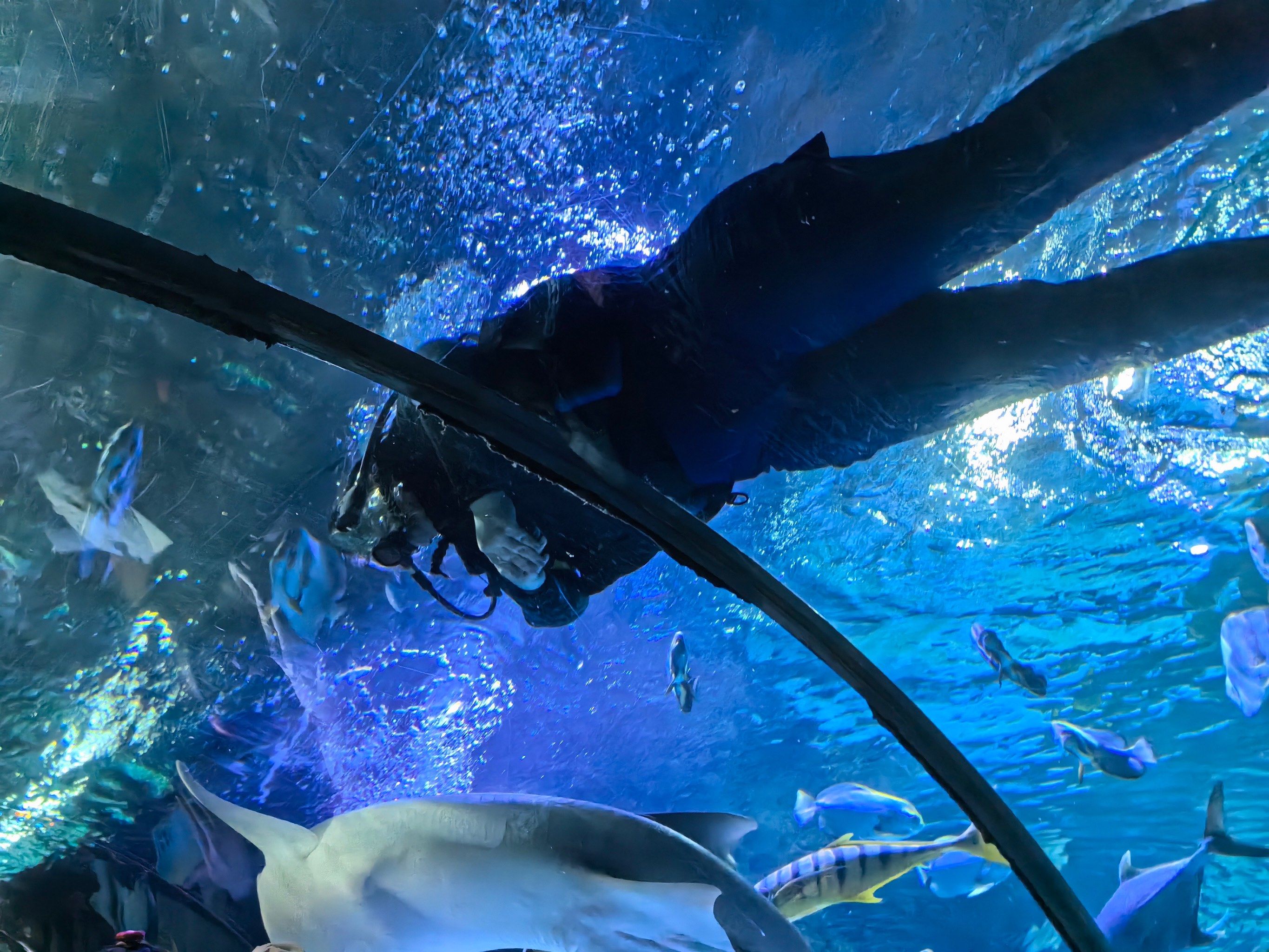 第一次的海洋馆潜水