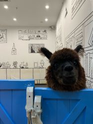 -神奇动物撸宠馆·羊驼·小浣熊·异宠(豫园店)