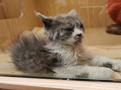 -屋虎猫馆(宝安大仟里店)