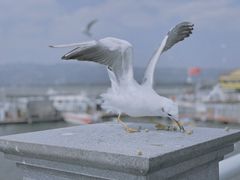 -海埂大坝