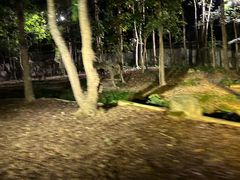 -清迈夜间动物园