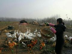 -龙湖东院农庄(乡间小路店)