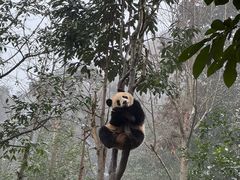-中国大熊猫保护研究中心雅安碧峰峡基地