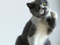 -艾贝尔宠物医院·24H转诊中心·肿瘤猫专科(江宁双龙店)