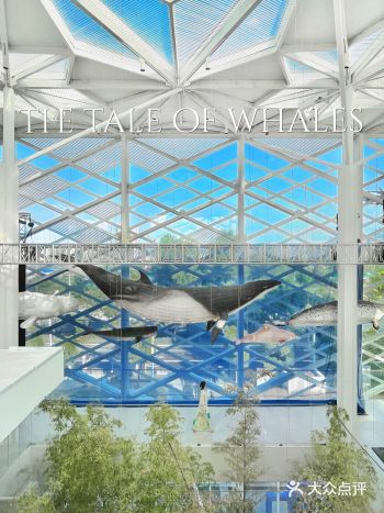 武汉免费新展鲸奇世界|阳光下好治愈