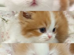 -珠海悠米米努特矮脚猫舍